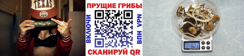 Купить где  Жиздра  Псилоцибиновые грибы Psilocybe 